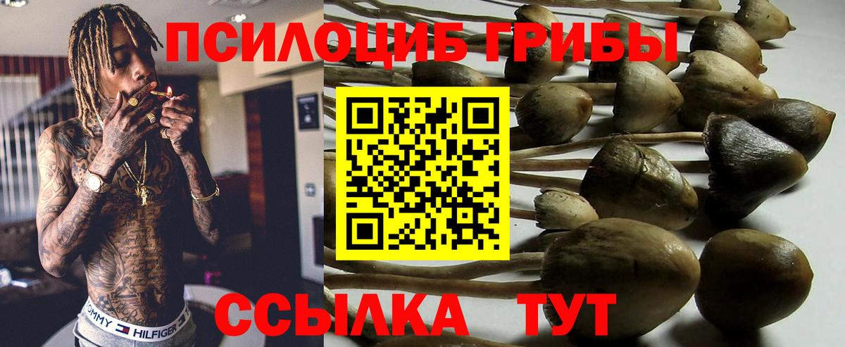 Кемерово  Псилоцибиновые грибы прущие грибы  купить   Вход с VPN  Псилоцибиновые грибы мицелий 